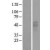 Western Blot: GPCR GPR86 Lysate [NBL1-14041] - Western Blot experiments. 
Left-Control; Right -Over-expression Lysate for P2RY13